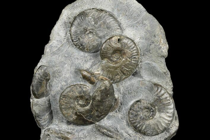 Fossil Ammonite (Cleviceras) Cluster - Sandsend, England #176348